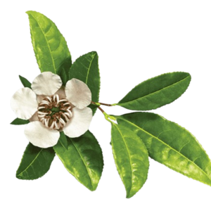 25ct THCA Diamond Infused Preroll 1.5g